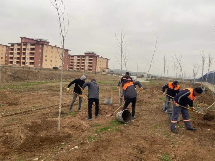 Sungurlu’da 500 ağaç toprakla buluştu
