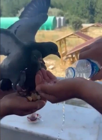 Susayan güvercinlere elleriyle su içirdiler

