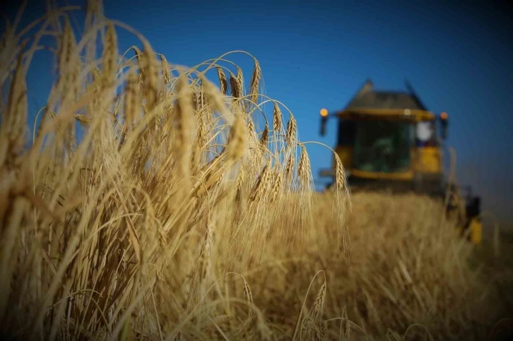 Tahıl ambarı Konya Ovasında arpa hasadı başladı
