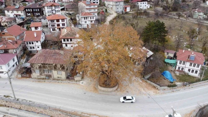 Tarihi ilçenin gerdanlığı: 500 yıllık çınar ağacı
