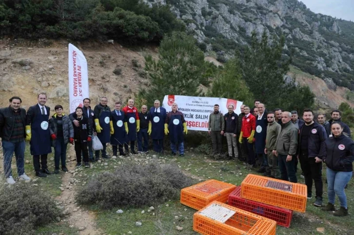 Tarım zararlılarıyla mücadele için doğaya keklik salındı
