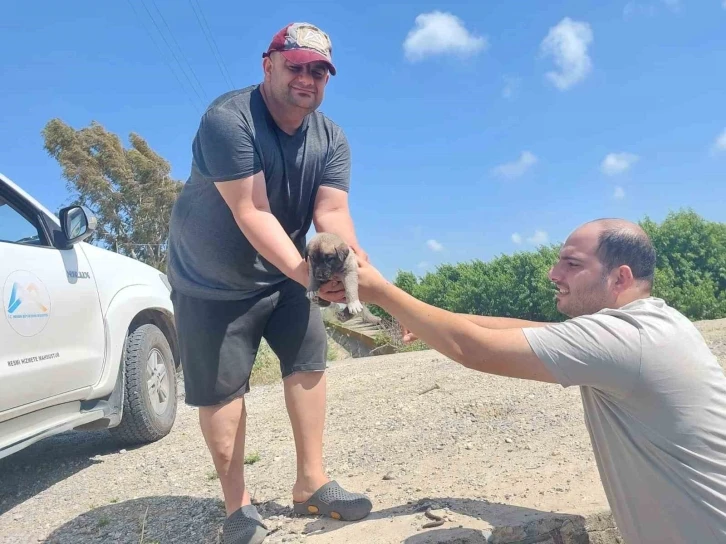 Tarsus’ta köprü altındaki yavru 8 köpek kurtarıldı
