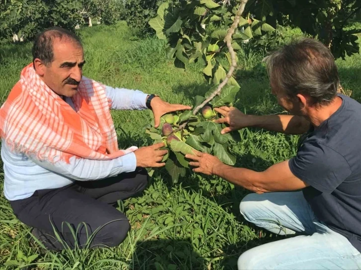 Taze incir ihracatı başladı