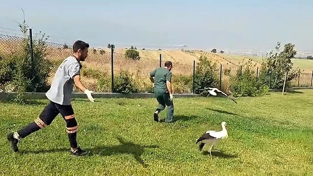 Tedavileri tamamlanan 2 leylek özgürlüğe kanat çırptı
