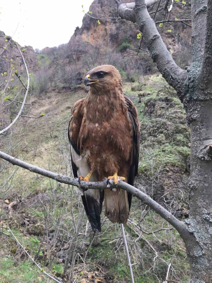 Tedavileri tamamlanan kızıl şahin ve alaca baykuş doğaya bırakıldı
