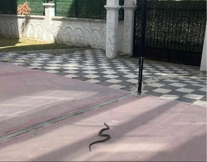 Tekirdağ’da 1 metrelik yılan korkuttu
