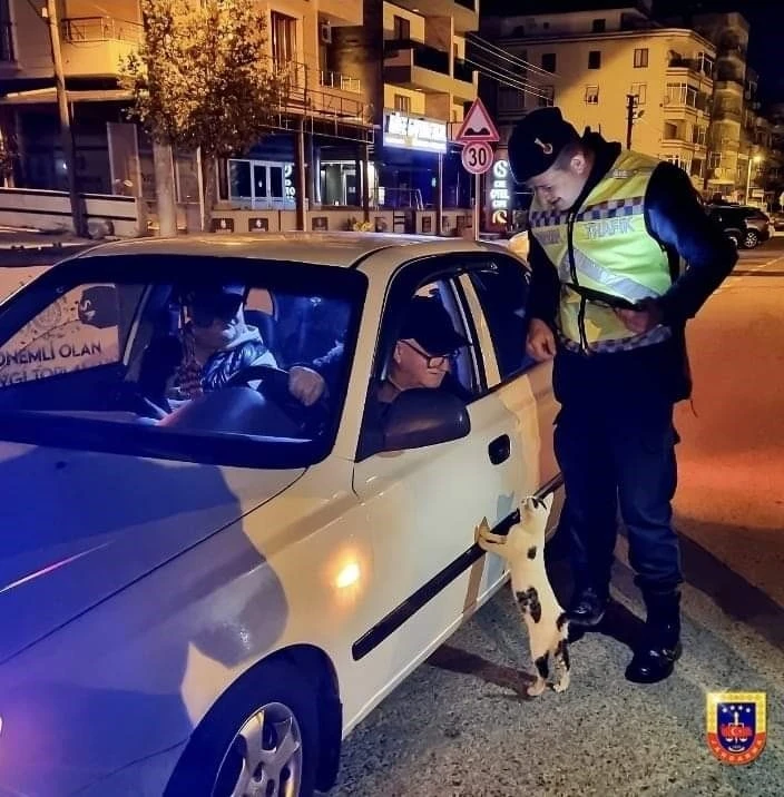 Tekirdağ’da denetim sırasında araca tırmanan kedi gülümsetti: "Ehliyet, ruhsat tamam ama mamayı unuttun"
