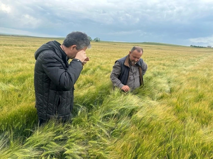 Tekirdağ’da hububat hastalık ve zararlı kontrolleri sürüyor
