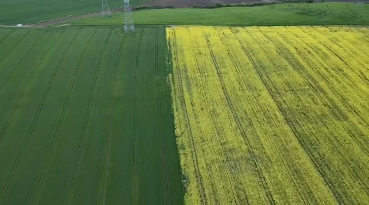 Tekirdağ’da sarı bahar
