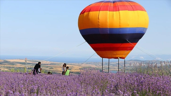 Tekirdağ'da lavanta tarlaları çok sayıda yerli ve yabancı turisti misafir etti