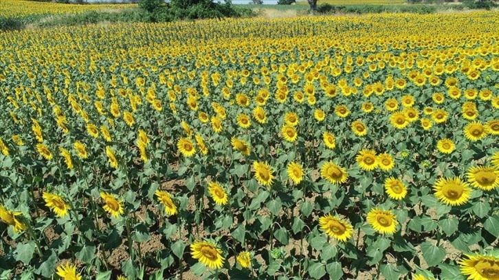 Tekirdağ'daki ayçiçeği tarlalarında 