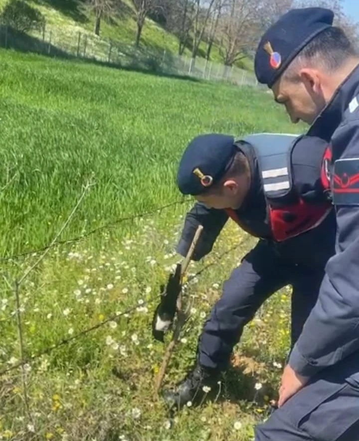 Tele takılan saksağanı jandarma kurtardı
