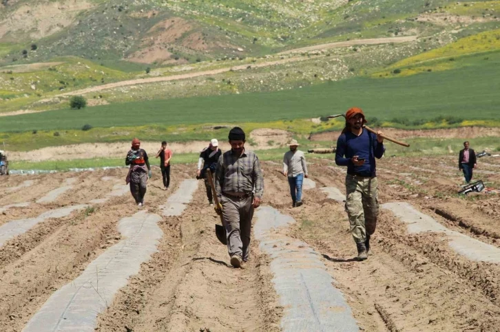 Terörün yerini huzura bıraktığı Şırnak arazileri tarımla canlanıyor
