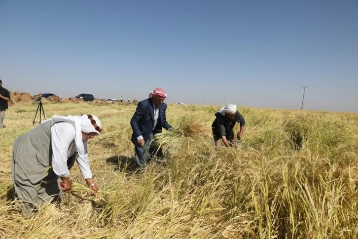 Tescilli Karacadağ pirincinin hasadına başlandı
