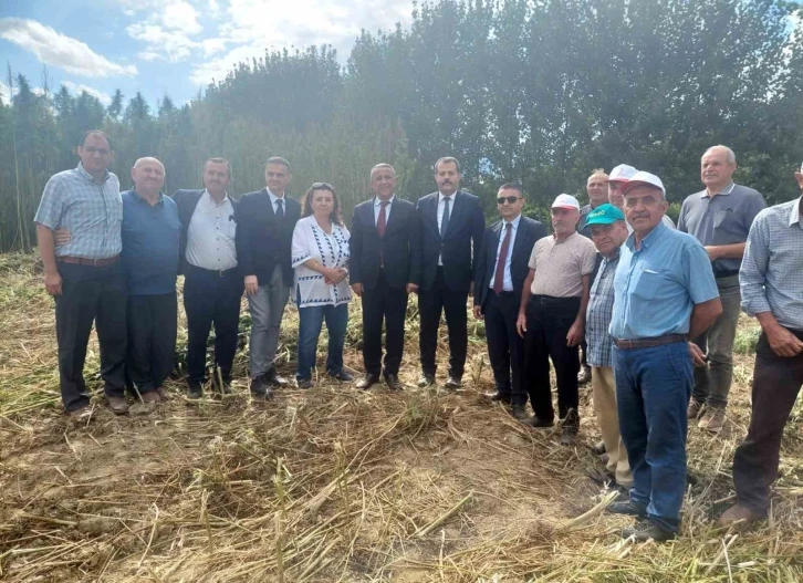 Tescilli kenevirde hasat zamanı
