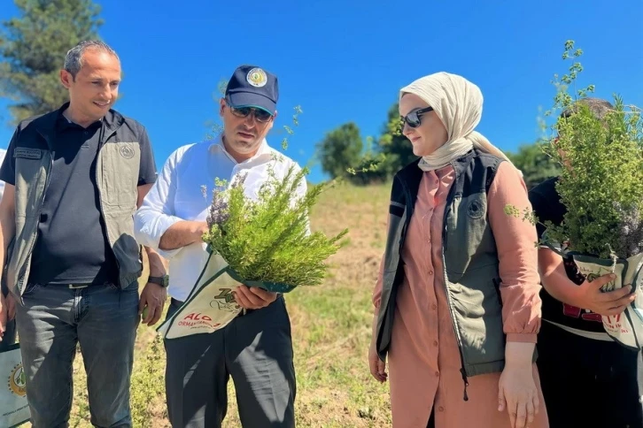 Tıbbi aromatik bitkilerin hasatı başladı
