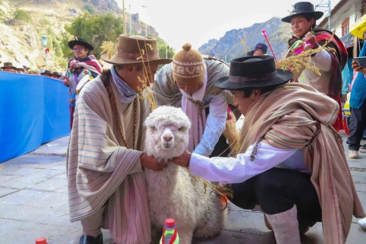 TİKA Peru’da “Alpaka Çiftliği” kurdu