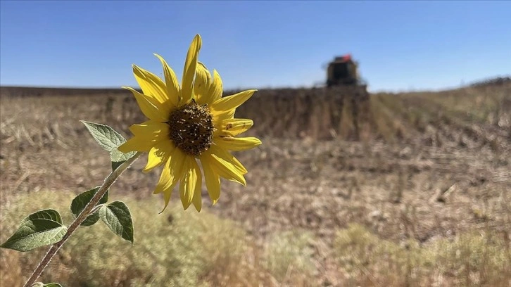 Trakya'da ayçiçeği ekimi yaklaşırken 