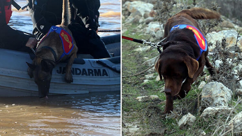 Türkiye'nin ilk suda kadavra arama köpekleri 