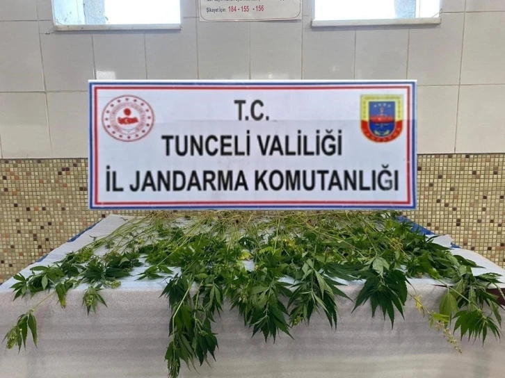 Tunceli’de 227 kök kenevir ele geçirildi
