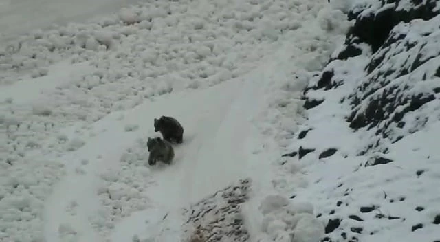 Tunceli’de boz ayıların kar keyfi
