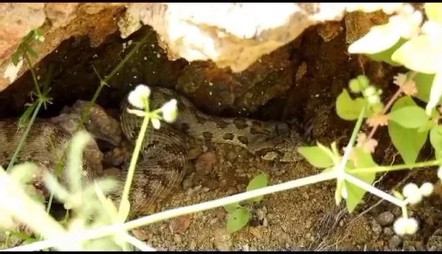 Tunceli’de kocabaş yılanı görüntülendi
