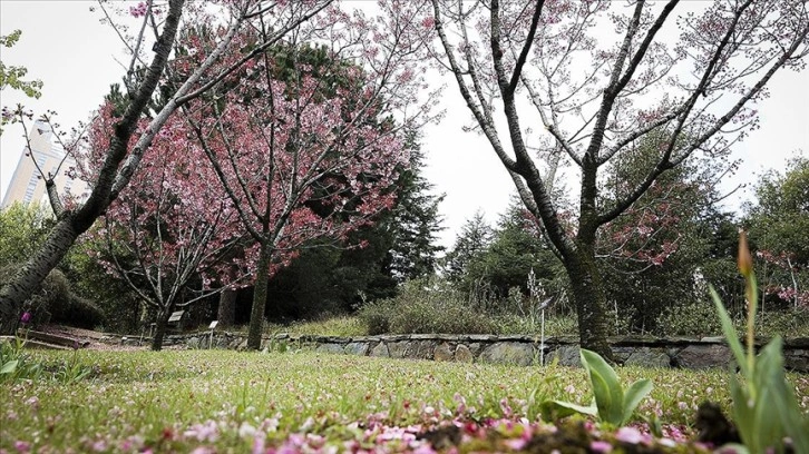 Türk-Japon dostluğunun simgesi 