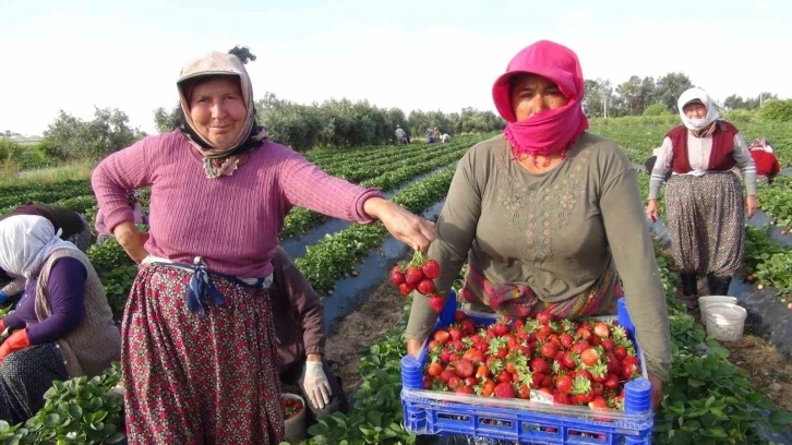 Türkiye’nin çilek deposundan ihracat başladı
