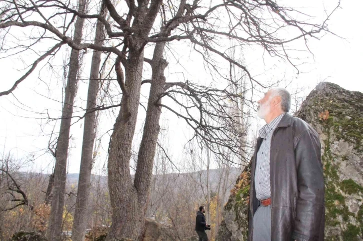 Türkiye’nin en büyük fındık ağacı Giresun’da
