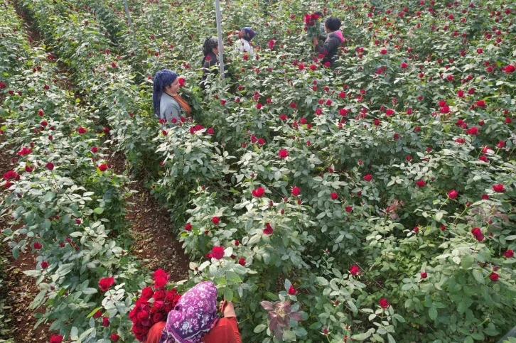 Türkiye’nin kış gülü Mersin’den: Üreticiler şimdi de ihracata hazırlanıyor
