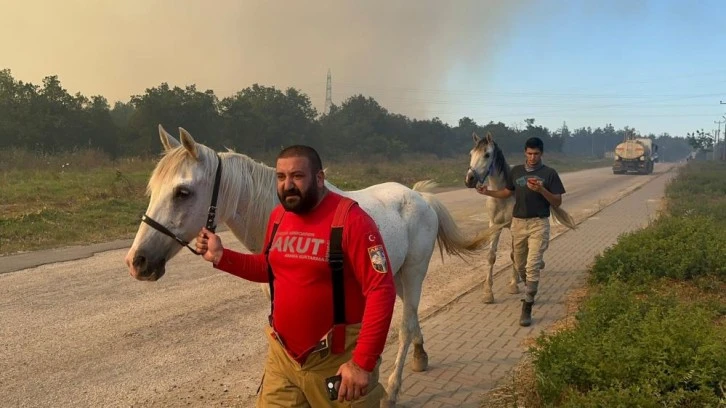 Uludağ Üniversitesi içindeki ormanlarının yarısı alevlere teslim oldu: İki at alevlerden kurtarıldı