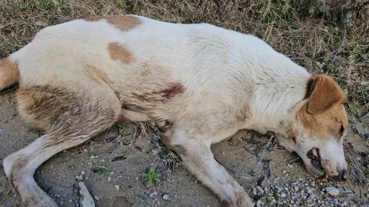 Uyuşturdukları köpekleri ölüme terk eden 3 şüpheli yakalandı: 21 bin 648 lira cezası kesildi
