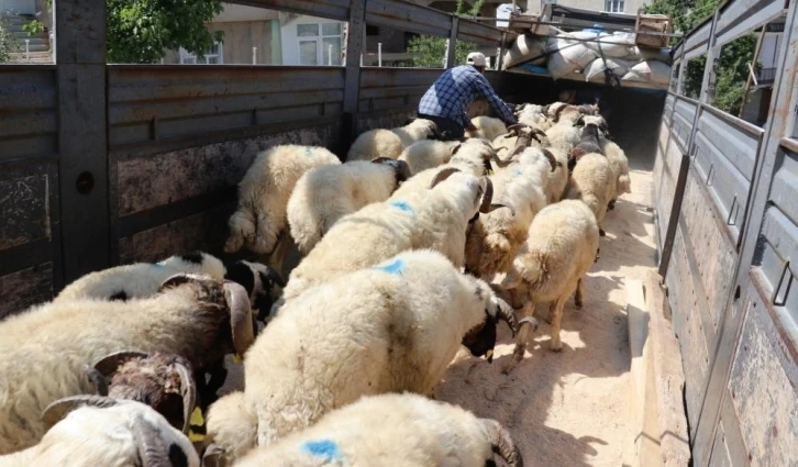 Van’da 58 bin kurbanlık hayvan sevk edilmeye hazır
