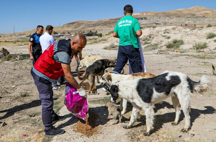 Van’da bir yılda 10 bin 595 sokak hayvanı tedavi edildi
