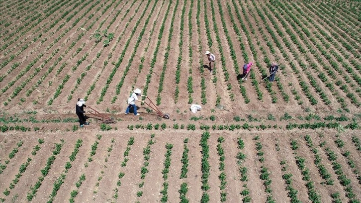 Van'da güç birliği yapan kadınlar "Ahtamara" markasıyla ürünlerini pazarlıyor