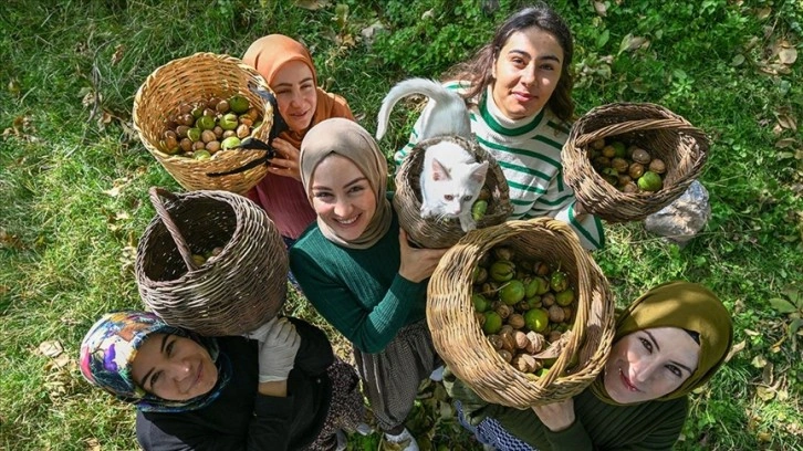 Vanlı kadınlar dağların eteklerinden topladıkları cevizi birçok şehre gönderiyor