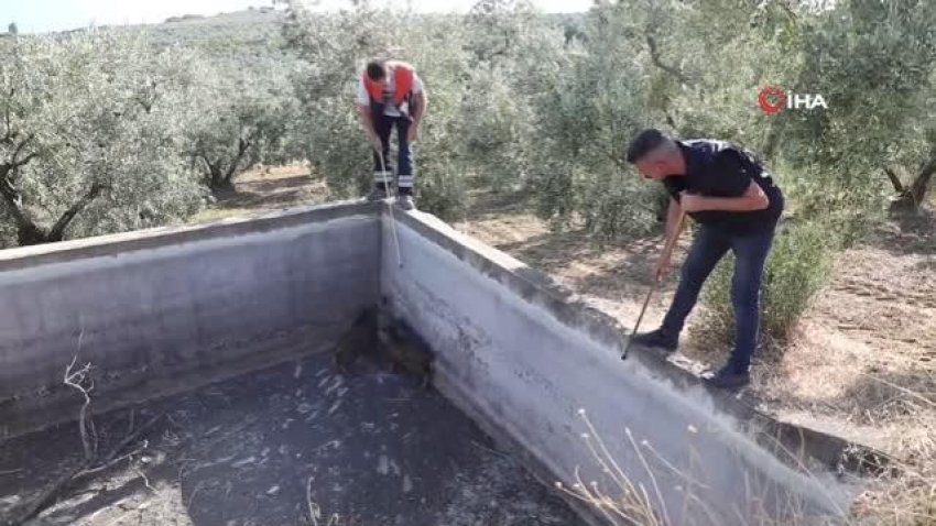 Gemlik'te sulama havuzuna düşen domuzlar kurtarıldı