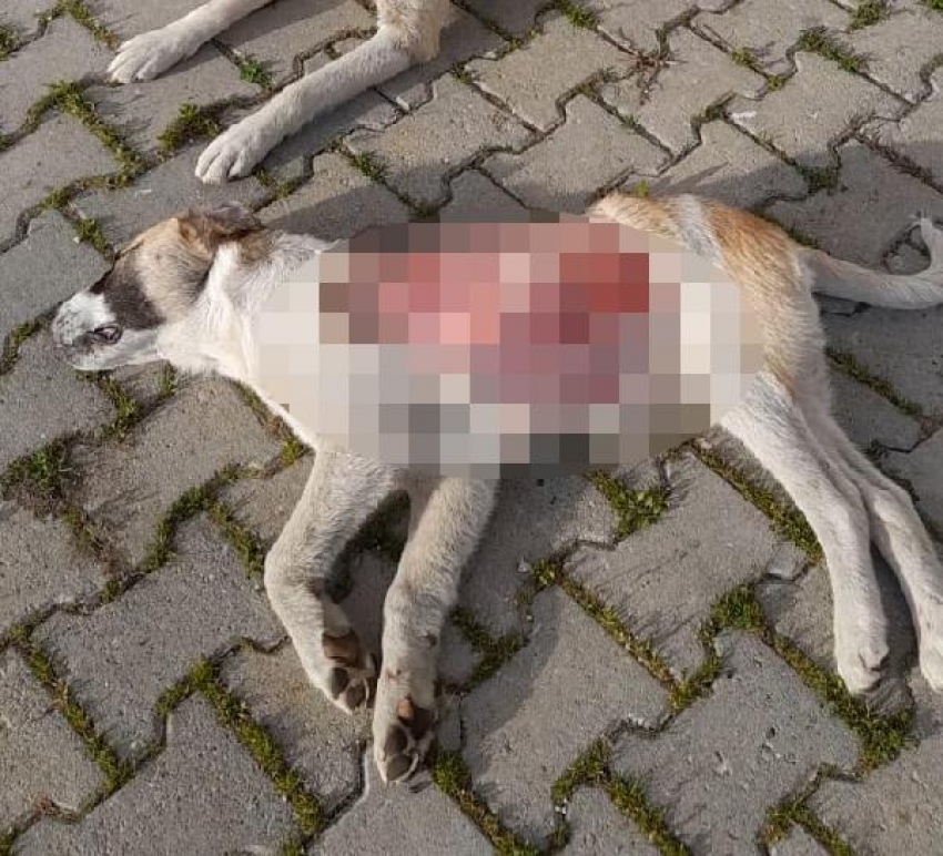 Keşan Belediyesi'nde vahşet: Yavru köpeğin derisini yüzüp öldürmüşler