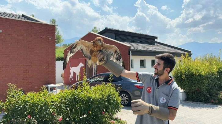 Yaban dostları doğal hayatlarına kavuştu
