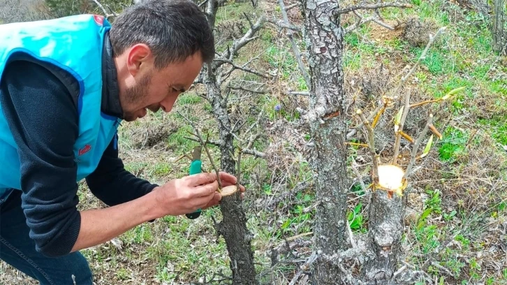 Yabani ağaçları meyve vermesi için gönüllü olarak aşılıyor
