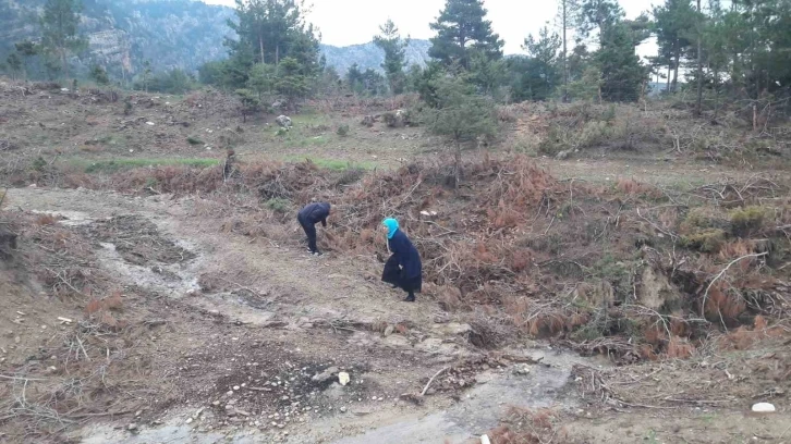 Yağmur yağdı vatandaşlar mantar avına çıktı
