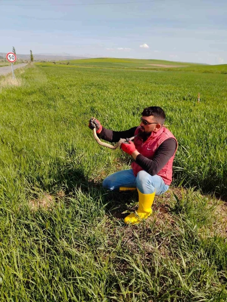 Yakaladığı yılanla kedi yavrusuyla oynar gibi oynadı
