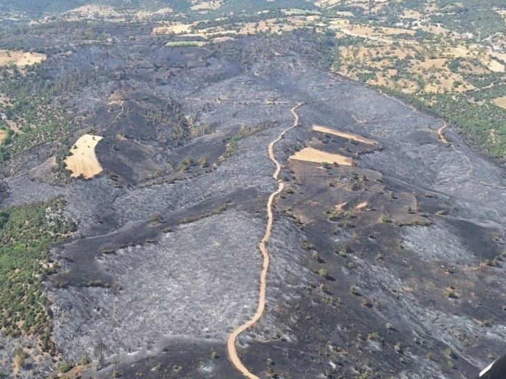 Bursa'da yanan orman alanına 380 bin fidan dikilecek
