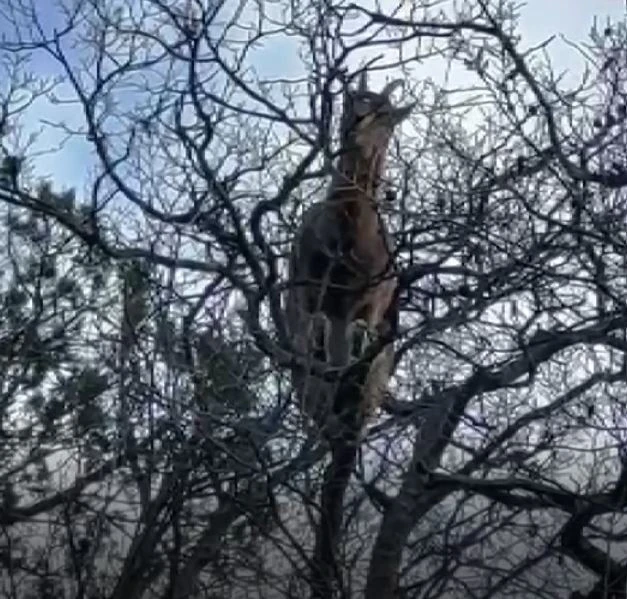 Yanlarına kadar gidip yaban keçilerini izleyip görüntülüyor, hayvanlar ondan kaçmıyor
