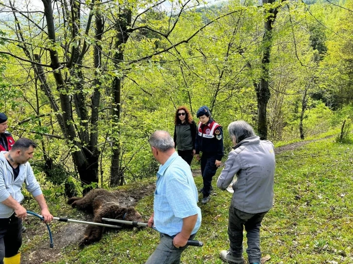 Yaralı ayının imdadına ekipler yetişti
