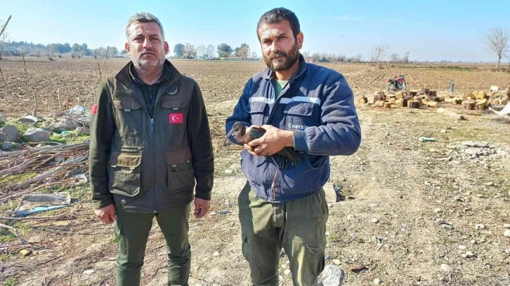 Yaralı bulunan çeltikçi kuşu ve kızıl şahin tedaviye alındı
