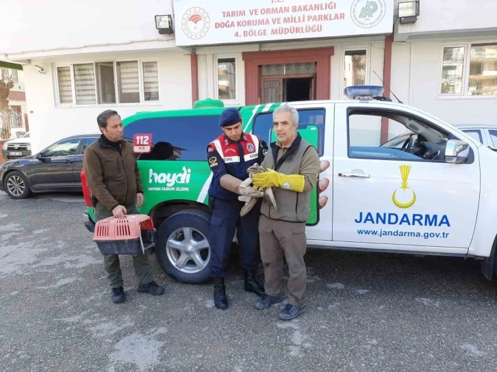 Yaralı bulunan şahin tedavi altına alındı
