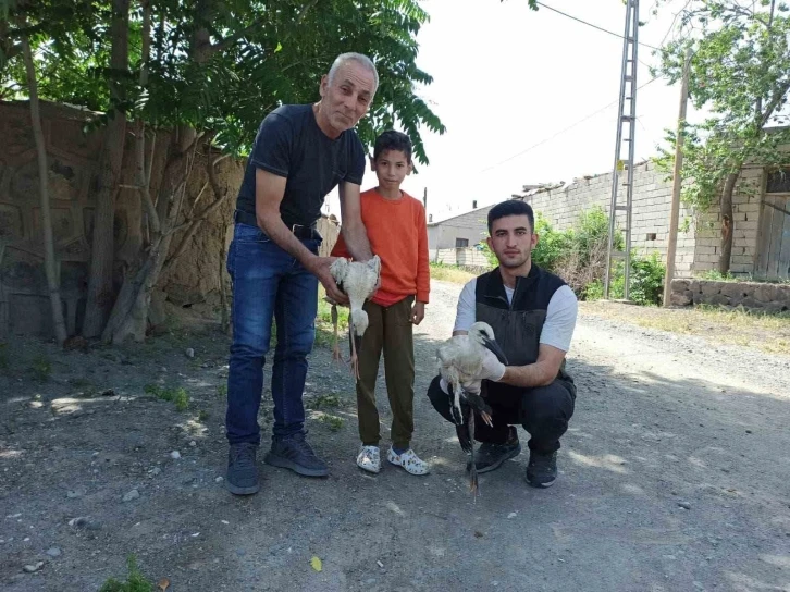 Yaralı bulunan yavru leylekler tedavi altına alındı
