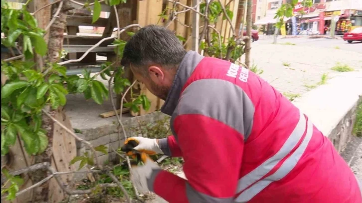 Yaralı ebabil kuşuna Kocasinan Belediyesi sahip çıktı
