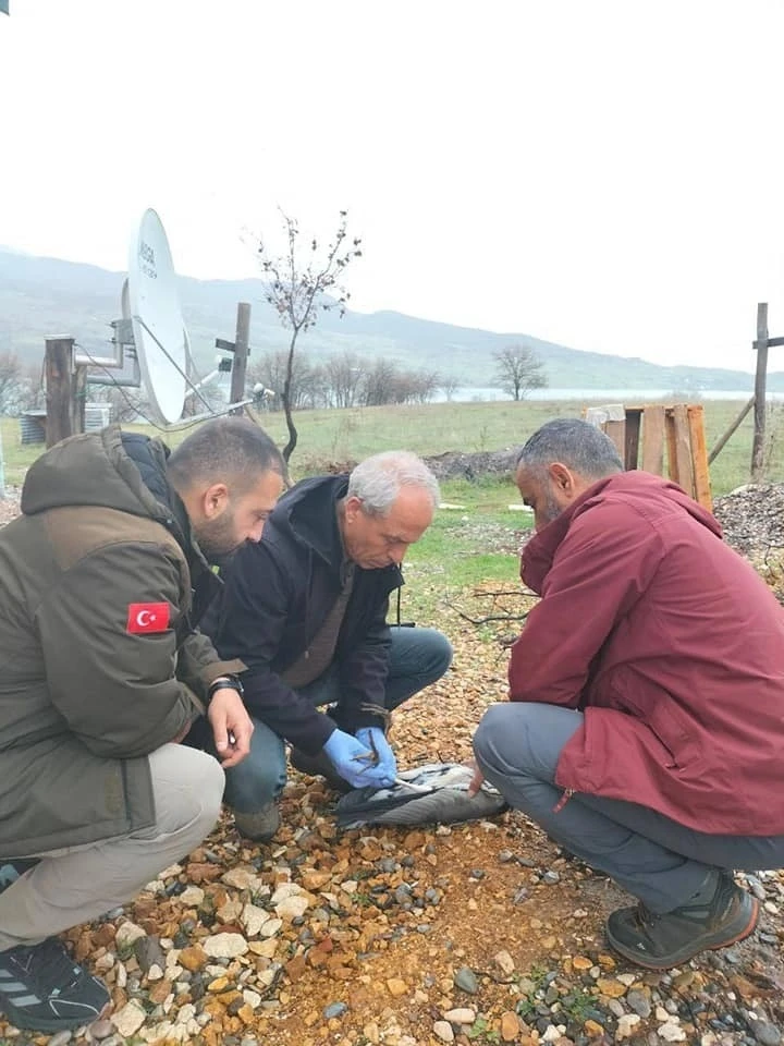 Yaralı gri balıkçıl kuşu, tedavi altına alındı
